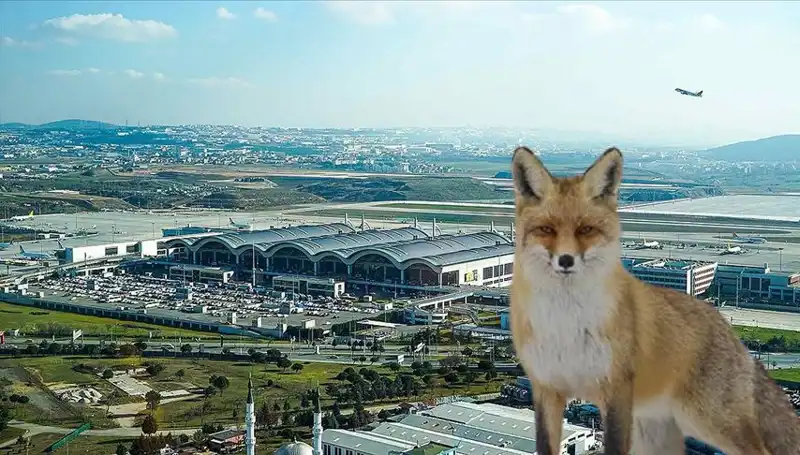 Sabiha Gökçen Havalimanı’nda Tilki Alarmı: Yolcuları Neler Bekliyor?