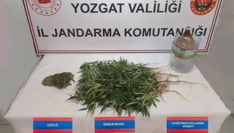 Yozgat'ta Narkotik Ekipleri 40 Kök Kenevir Ele Geçirdi: Olayın Ayrıntıları Açıklandı
