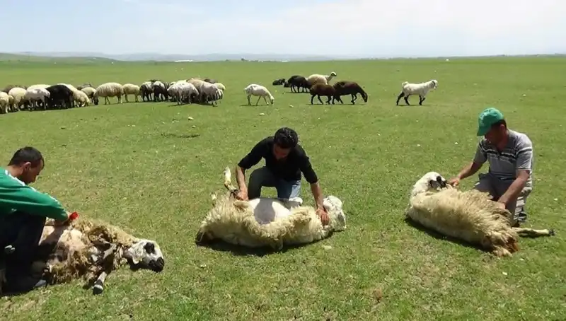 Kışın Zorluğunu Geride Bıraktık, Yüksek Zirvelerde Koyun Kırkma Zamanı Geldi!