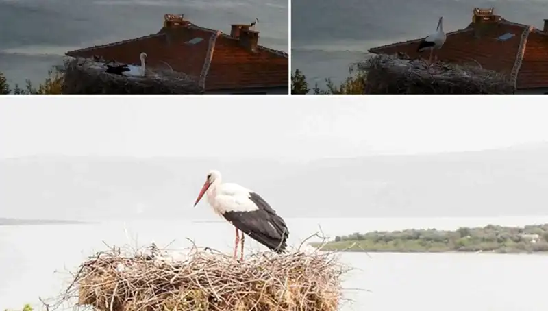 Leylek Yaren’in Deprem Önkestirimi: Doğanın Sırları Ortaya Çıkıyor!