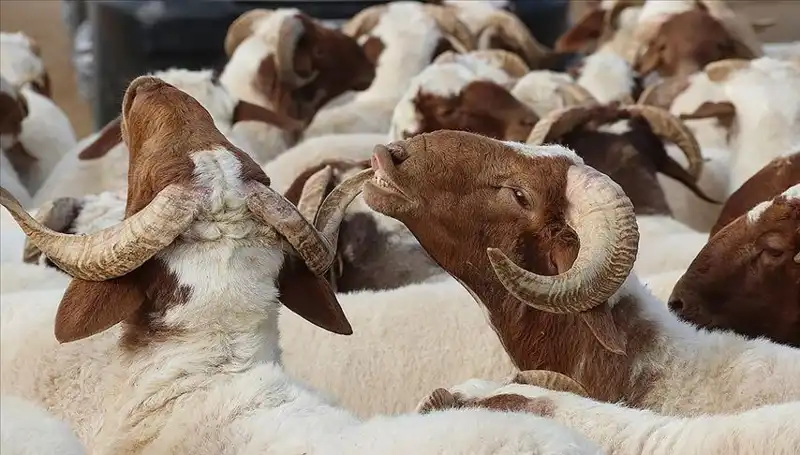 Akika Kurbanı Nedir? Akika Kurbanının Kesim Zamanı ve Yenme İzni