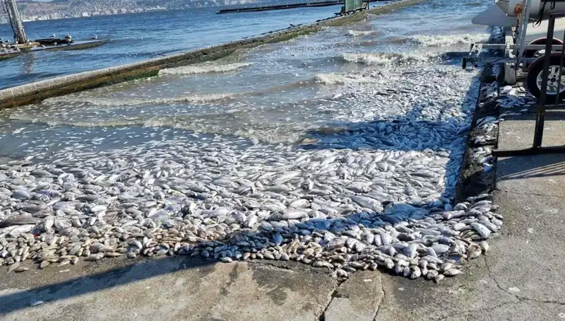 İzmir Körfezi'nde Temiz Su Projesi ile Gelecek Çok Daha Parlak