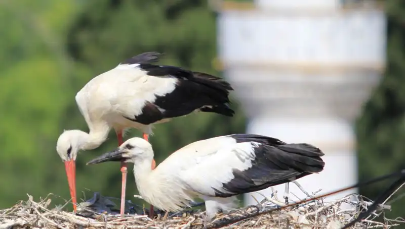 Yaren Leyleği Kıskandıracak: Leylek Köyü'nde 8 Kat Fazla Yuva
