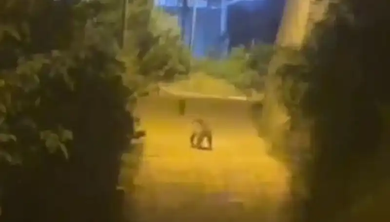 Gümüşhane Şehir Merkezinde Görülen Ayı Alarmı: Vatandaşlar Tedirgin Oldu