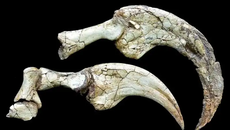 Gobi Çölü’nde Dinozor Sırları: İki Parmaklı Yeni Tür Keşfedildi!