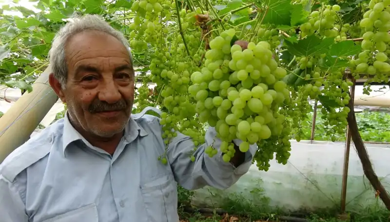 Zirai Don Olayı Meyve Fiyatlarını Alt Üst Etti: İlk Ürünler 250 TL’den Satışta
