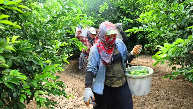 Marketlerdeki Patates Fiyatları Düşüyor: Üreticiden Yeni Hasat Müjdeleri Geldi!