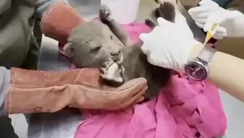 Karabük'te Mucizevi Yavru Bozayı Kurtarıldı! Doğal Yaşam Mücadelesi