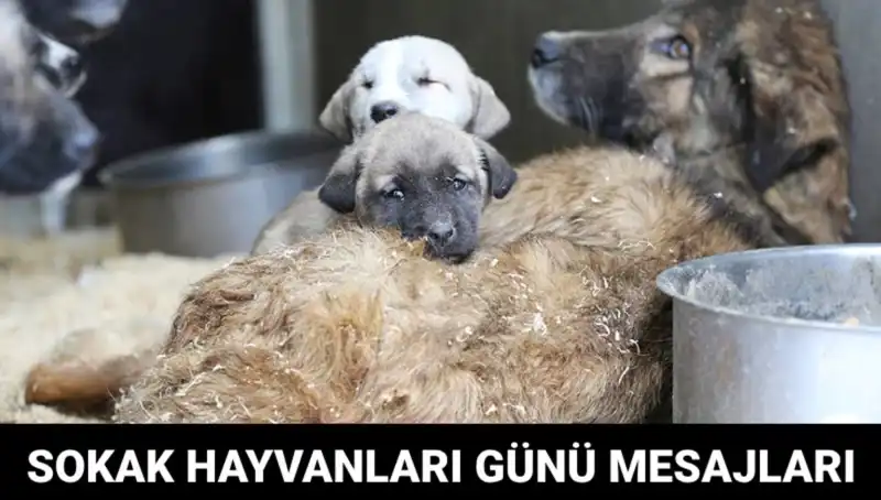 Sokak Hayvanları İçin Umut: Dünya Sokak Hayvanları Günü Nedir?