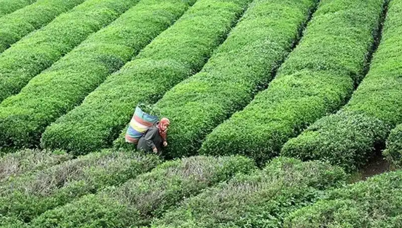 ÇAYKUR, Bayramda Yaş Çay Alımını Sürdürecek: Çiftçiler İçin Yeni Fırsatlar