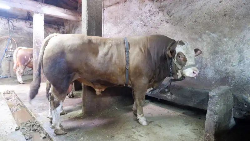1 Ton 200 Kilo Altın Yüzde 100 Doğal! Alıcıyı Şaşırtan Fiyat Açıklandı