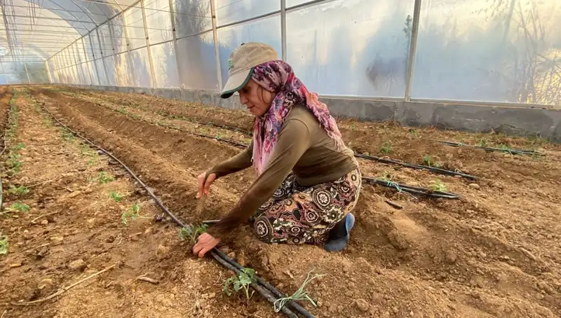 Fideler Toprakla Buluştu: Tarımda Yeni Bir Dönem Mi Başlıyor?