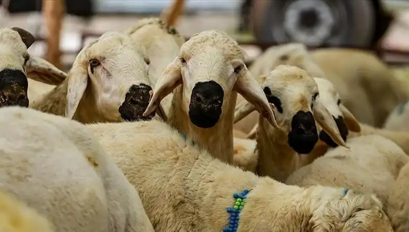 Kurban Bayramı Ne Zaman? Bayram Tatili 9 Gün Olacak Mı?