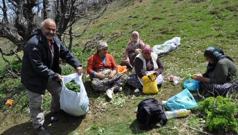 Toplamak İçin 5 Saat Yürüyen Aileler: Kilosu 250 Lira Olunca Değeri Artıyor