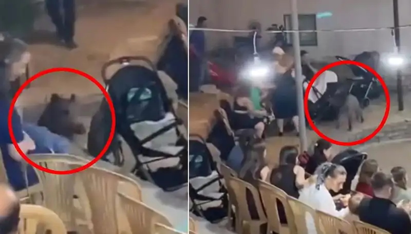Düğün Kutlamasında Yaban Domuzu Saldırısı: Misafirler Paniğe Kapıldı