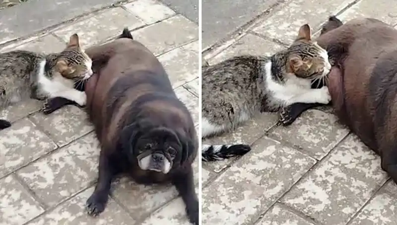 Erzurum Sokaklarında Nezaket: Bir Köpek ve Kedinin Dostluğu