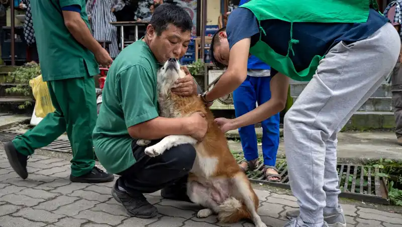 Filipinler’de Kuduz Salgını: 2024'te Hayatını Kaybeden 426 Kişi!