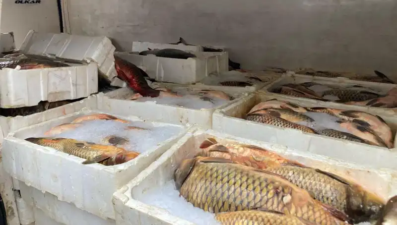 Kaçak Balık Avına Hızla Yükselen Ceza: Binlerce Lira Bekliyor!