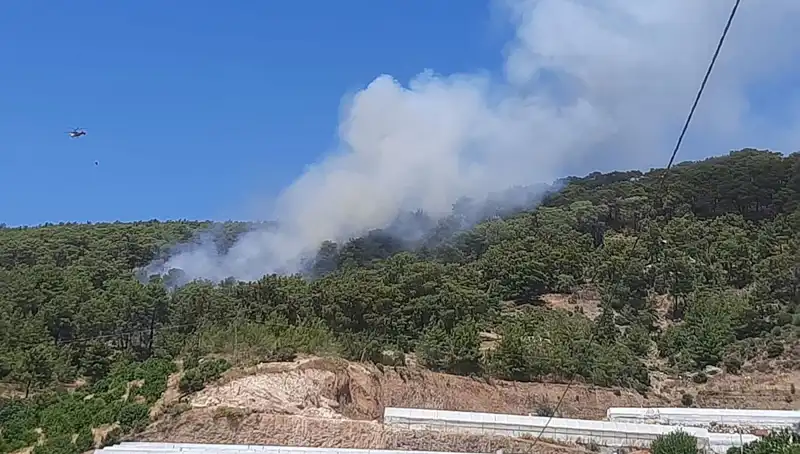 Kumluca'da Orman Yangını: Doğa ve Hayvanlar Tehlikede!