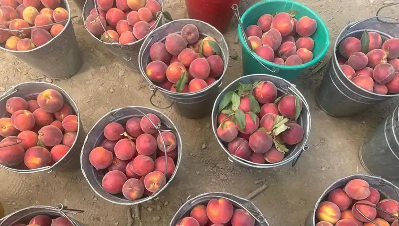 Hasat Sezonu Öncesi Çiftçiden Yüzleri Güldüren Fiyatlar