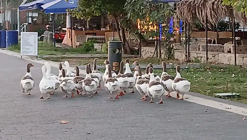 Denizde Yüzme Keyfi, Kümeste Ölümle Sonuçlandı: Kazların Trajik Hikayesi