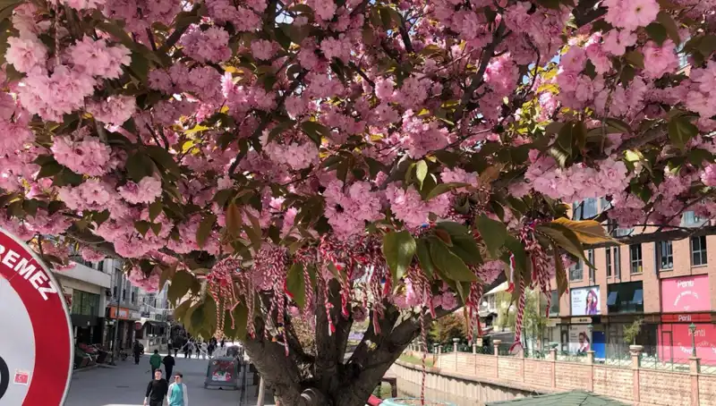 Süs Erik Ağacına Bağlanan Martenitsa Geleneği: Anlamı ve Önemi