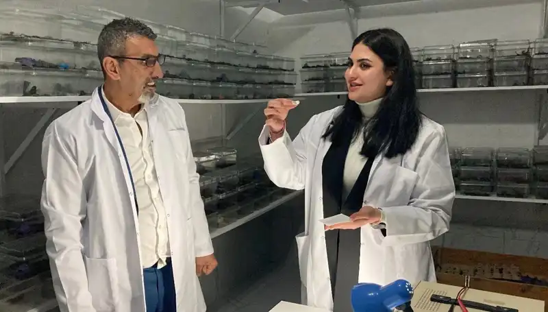 Akrep Zehri ile Şeker İkramı: Geleneksel Bir Lezzet Mi?