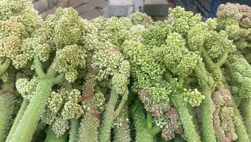 Dağlardan Gelen Doğal Şifa: Şekerin Kalp ve Sarılığa Etkileri