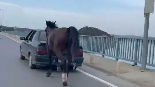 Adana'da Atları Eziyet Eden Kişiye Sert Ceza: Takip Edilecek!