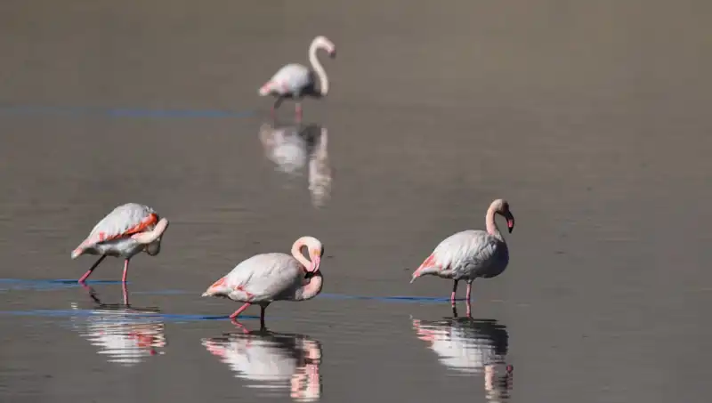 Kuş Cennetindeki Flamingoların Sayısındaki Düşüşün Sebepleri Neler?