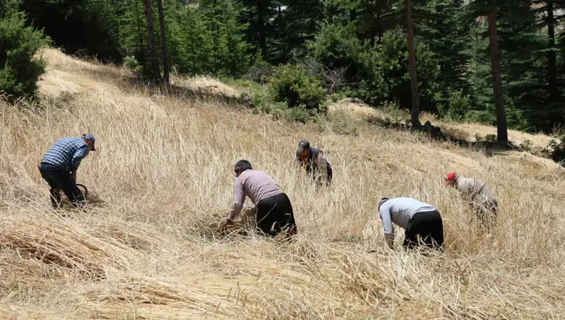 Tarımdaki Geleneksel Yöntemler Yeniden Canlanıyor: Ellik ve Orakla Hasat Dönemi