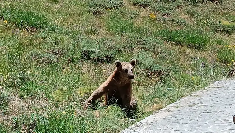 Nemrut'a Gidenler Dikkat! Bozayı Tehlikesine Karşı Önlemlerinizi Alın
