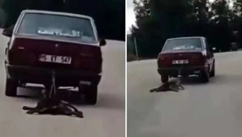 Otomobilin Arkasına Bağlı Köpeği Sürükleyen Şok Edici Olay!