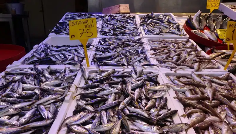 Balık Sezonunun Kapanması: Ne Olacak, Neler Değişecek?