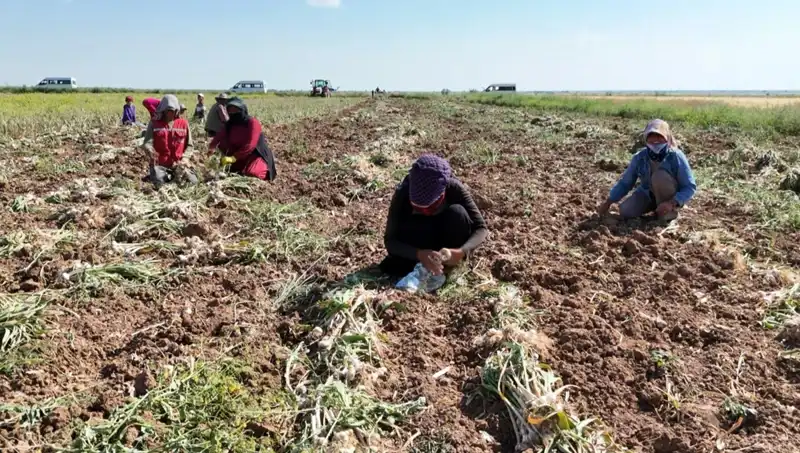 Rusya'dan Almanya ve İspanya'ya: Antibiyotik Üretiminde Yeni Dönem Başladı