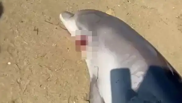 Yalova'da Sır Perdesi: Kıyıya Vuran Ölü Yunusun Sırrı Ne?