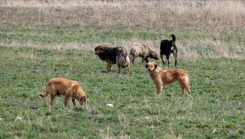 Ankara'da Sahipsiz Köpekler İçin Çarpıcı Yeni Cezalar Uygulanacak
