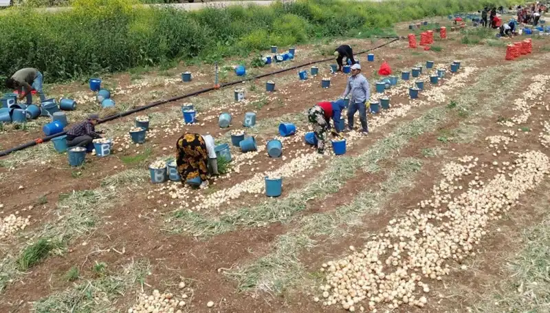 Soğan Hasadı Başladı: Fiyatlar Düşüşe Geçti, Etkileri Neler?