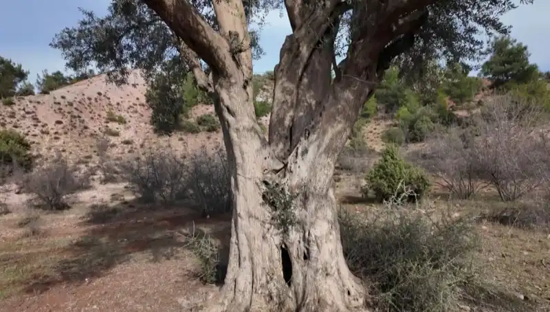 800 Yıldır Ayakta Olan Zeytin Ağacı: Koruma Mücadelesi Devam Ediyor