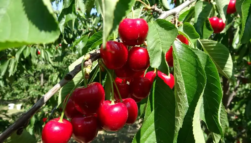 Çay Bardağına Bile Sığmayan Muazzam Hasat Rüzgarı Başladı!