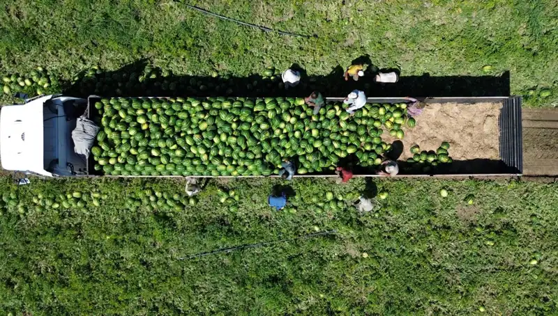 Bafra Ovası’nda Karpuz Rekoltesi Rekora Doğru: 94 Bin 500 Ton Bekleniyor