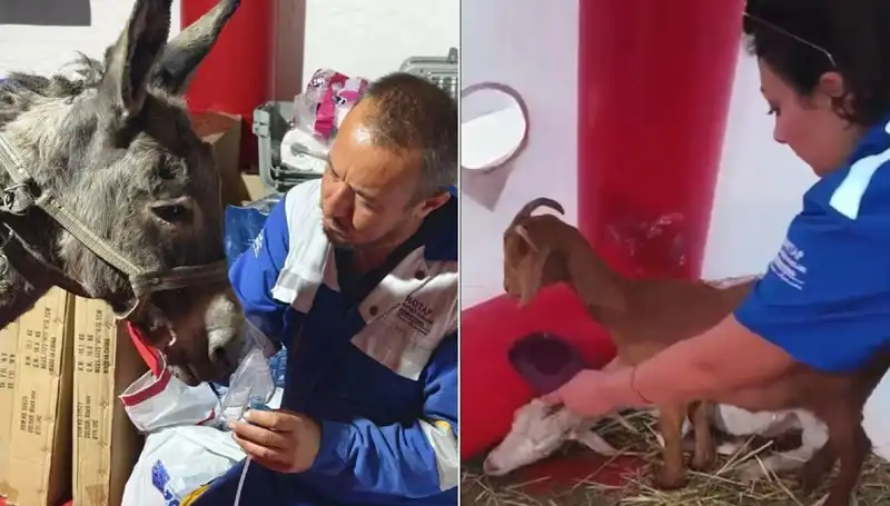 Yangından Etkilenen Eşeğe Oksijen Maskesi ile Şifa