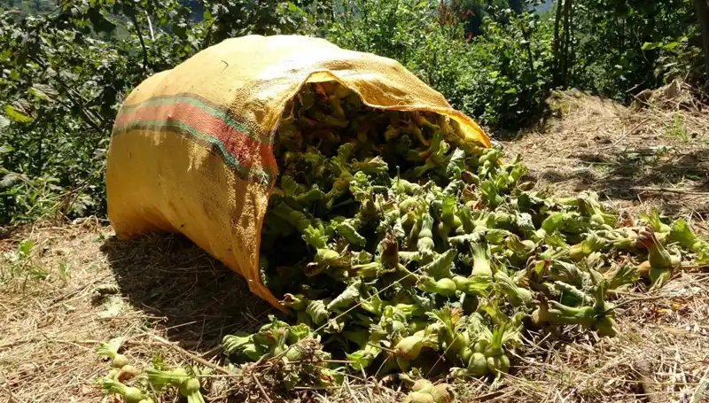 Giresun’da Fındık Hasadı Başladı: Beklentiler ve İlk Veriler