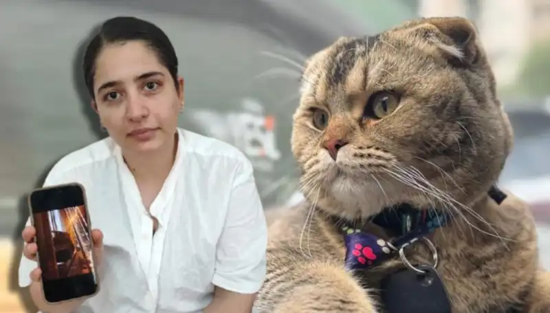 Evlilik Krizinde Kedinin Rolü: "Eşim Beni Boşayacak" İtirafı