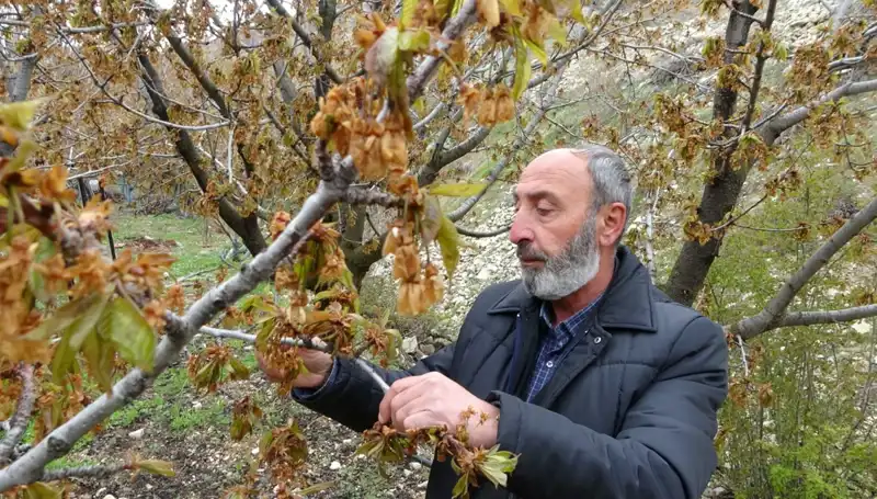 Zirai Don Alarmı: Albastı Kirazı Üreticileri Zor Günler Yaşıyor
