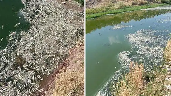 Karasu Çayı’nda Balık Ölümleri: Doğa ve Ekoloji Tehlikede!