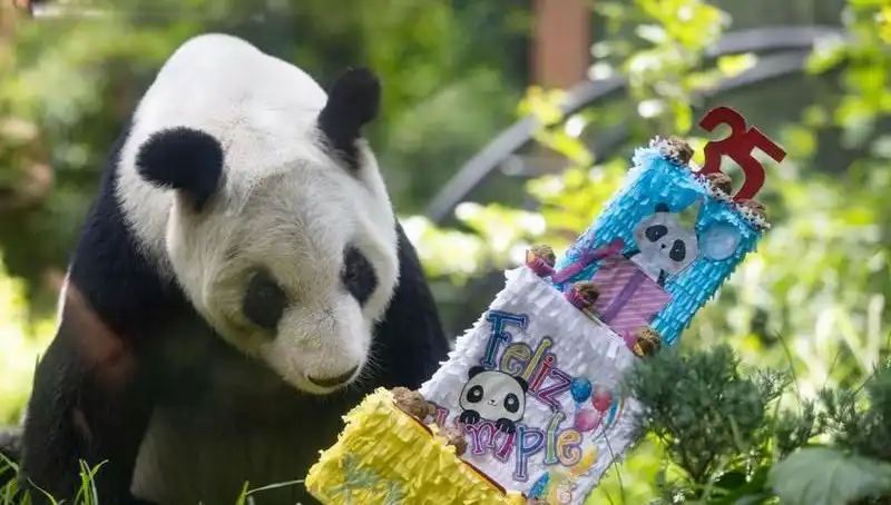 Dev Panda Xin Xin, 35'inci Yaşını Kutluyor: Büyüleyici Hayatı ve Koruma Çabaları