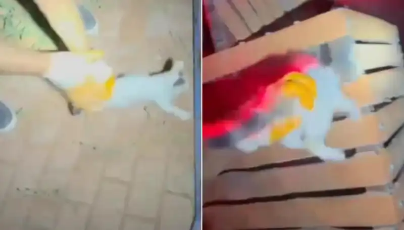 Gece Yarısı Kedi Kurtarma Operasyonu: İtfaiye Ekipleri Görev Başında