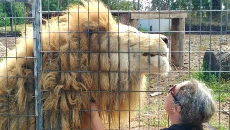 Avustralya'da Kafes İçinden Gelen Şok: Aslan Kadının Kolunu Yakaladı