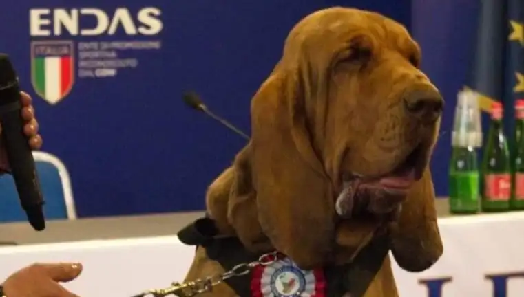 Arama Köpeğine Suikast: Çivili Sosisle Yapılan Ölümcül Saldırı